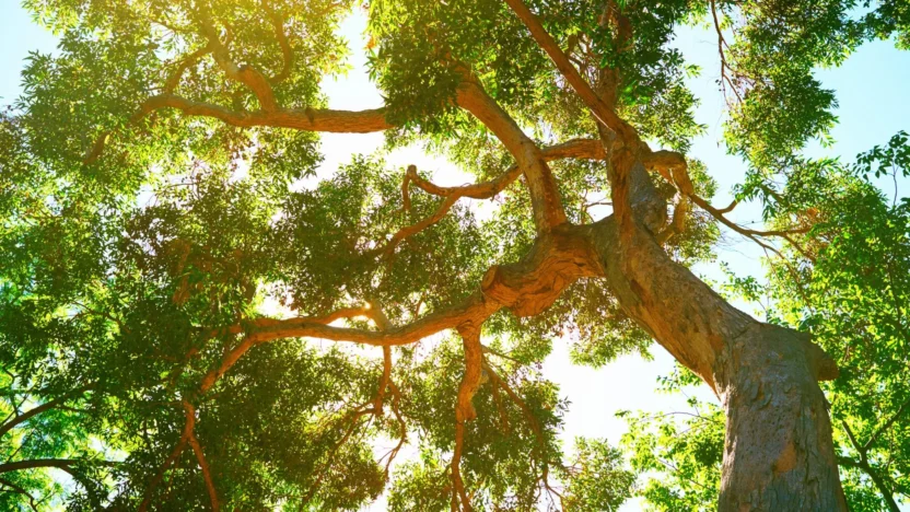 Sunlight through trees