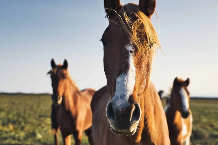 Horses