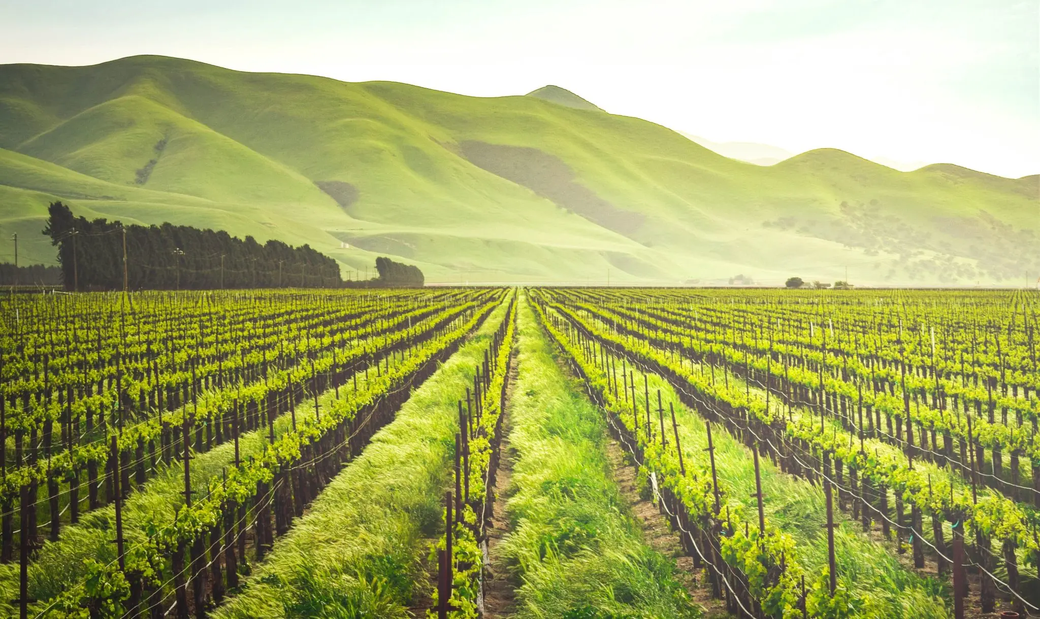 Managing Personal Property Taxes: A Guide for Vineyards and Wineries