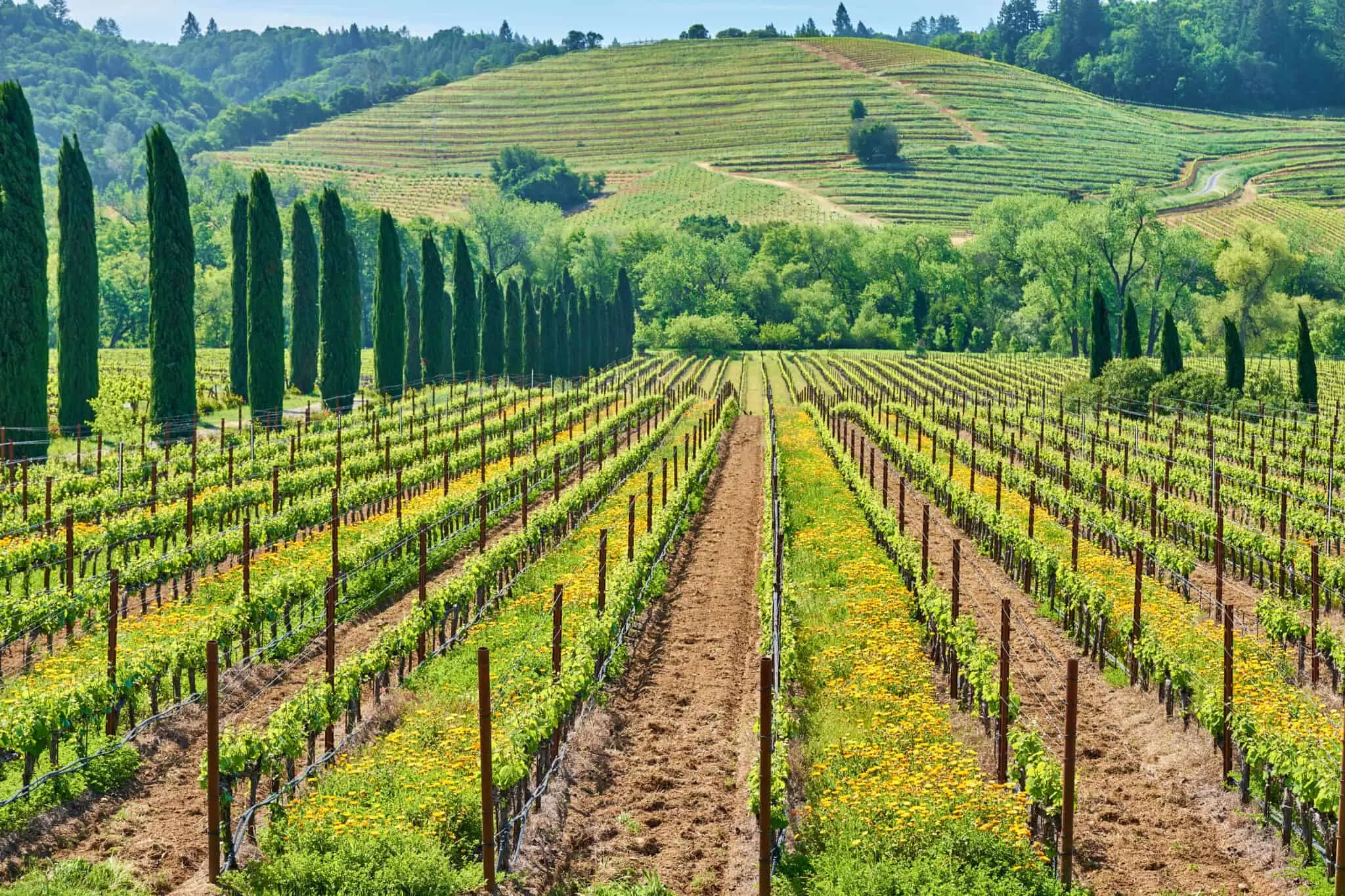 Uncorking Complexity: Navigating Tax Challenges in the Winery and Vineyard Industry