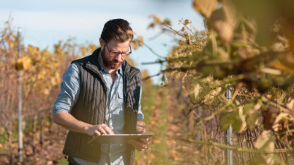 The owner of a small vineyard walking his field checking the plants using a tablet.