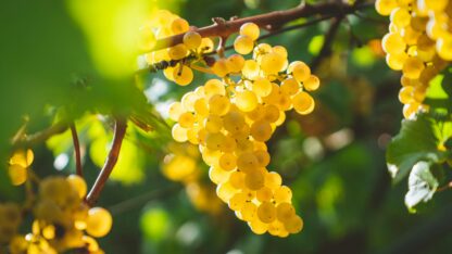 Bunch of grapes on vine